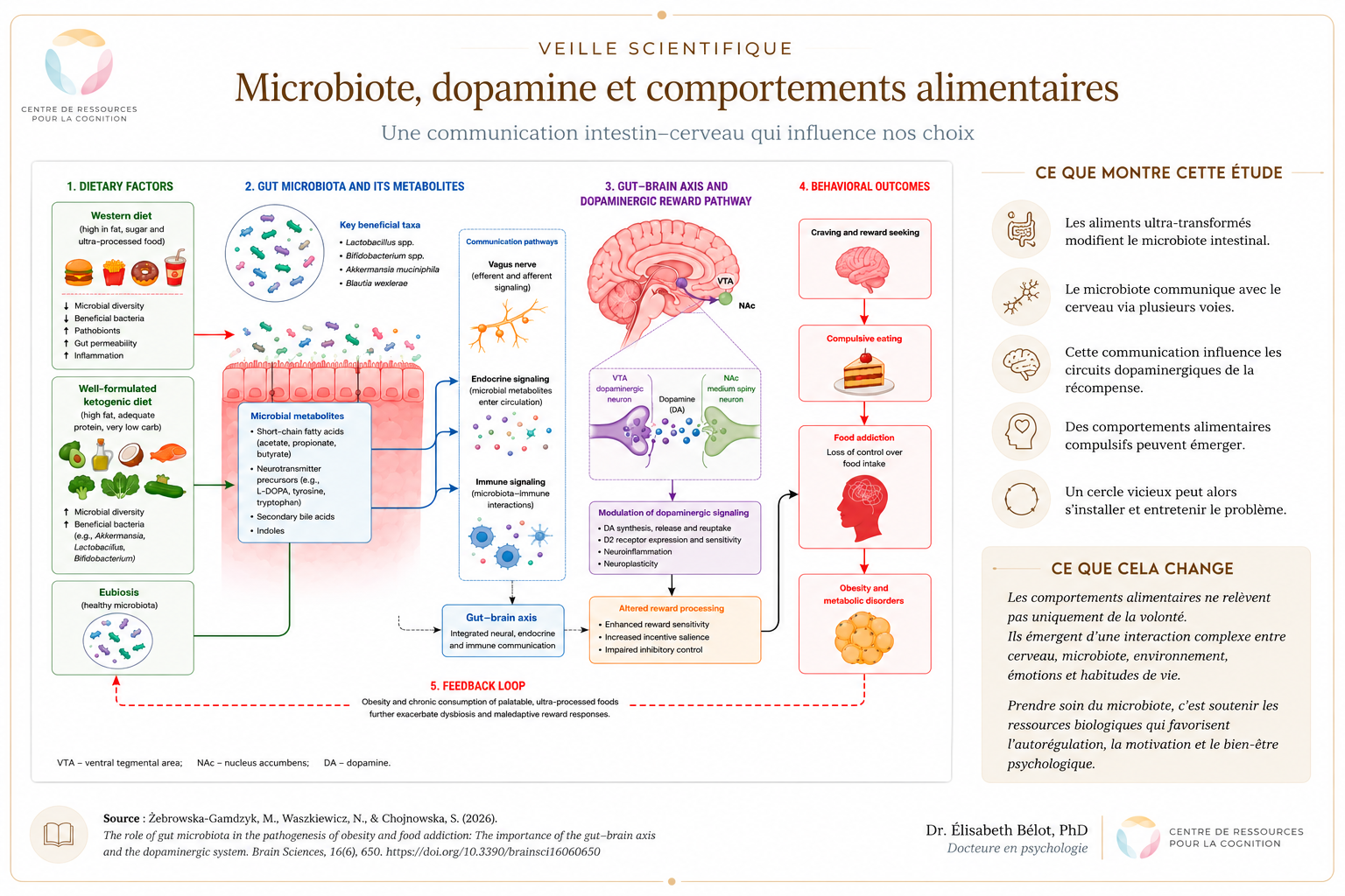 Figure adaptée de Żebrowska-Gamdzyk, M., Waszkiewicz, N., & Chojnowska, S. (2026). The Role of Gut Microbiota in the Pathogenesis of Obesity and Food Addiction: The Importance of the Gut–Brain Axis and the Dopaminergic System. Brain Sciences, 16(6), 650. DOI : 10.3390/brainsci16060650.